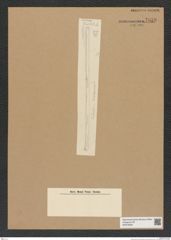 Diatomeae indet. Zeichnungen Sammlung Grunow Nr. 7059 (NHMW-BOT-W0376000)